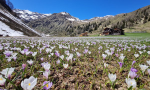 Volkzein im Frühling